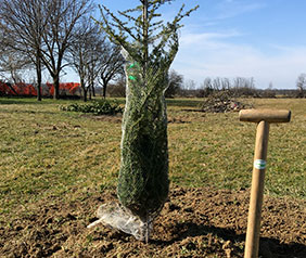 Arboricoltura
