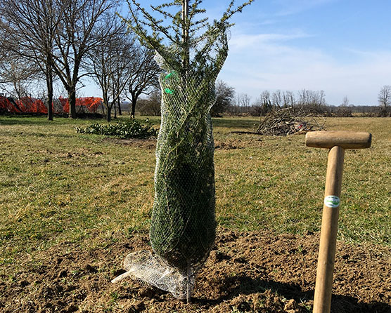Arboricoltura