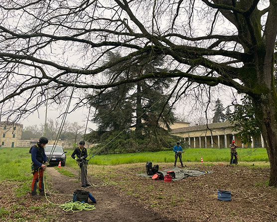 Tree Climbing